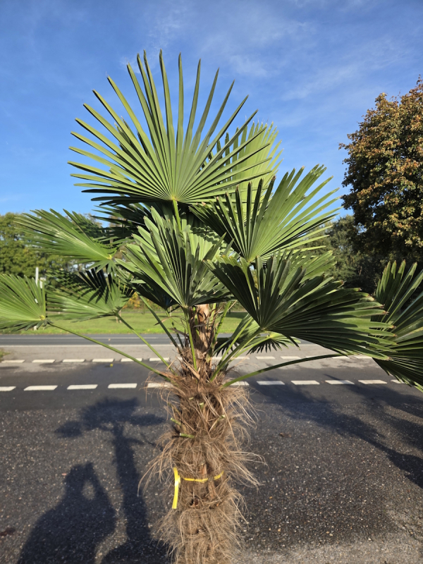 Winterharte Hanfpalme Trachycarpus Wagnerianus 200 cm ↑ genau die im Bild Nr.55
