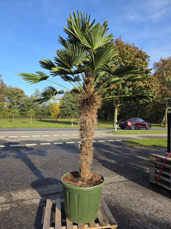 Hanfpalme-Trachycarpus-Wagnerianus-56