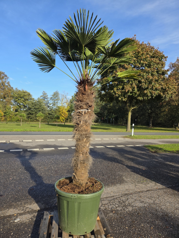 Hanfpalme-Trachycarpus-Wagnerianus-57