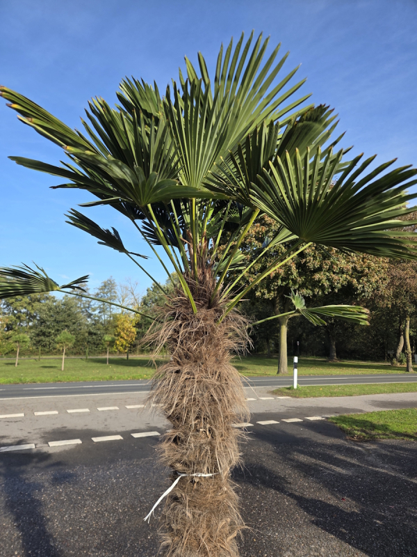 Winterharte Hanfpalme Trachycarpus Wagnerianus 250 cm ↑ genau diesen im Bild ↑ Nr.58
