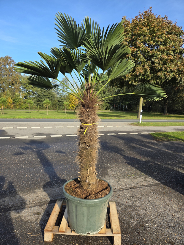 Hanfpalme-Trachycarpus-Wagnerianus-59