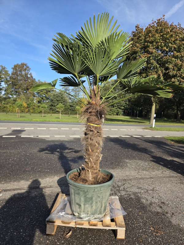 Hanfpalme-Trachycarpus-Wagnerianus-60