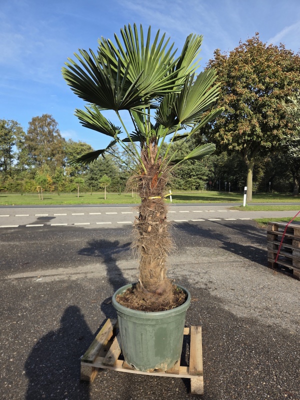 Hanfpalme-Trachycarpus-Wagnerianus-61