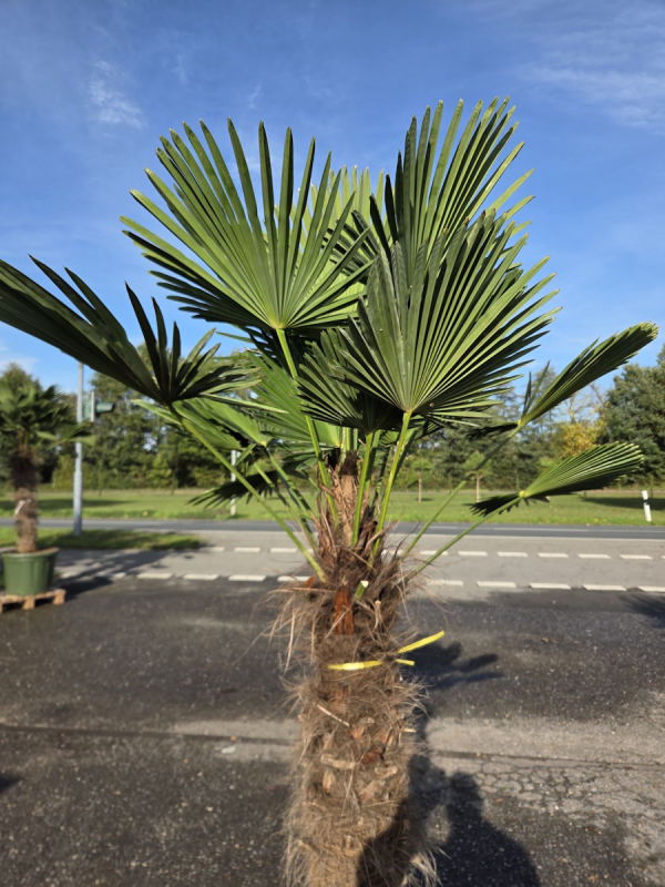 Winterharte Hanfpalme Trachycarpus Wagnerianus 200 cm ↑ genau die im Bild Nr.61