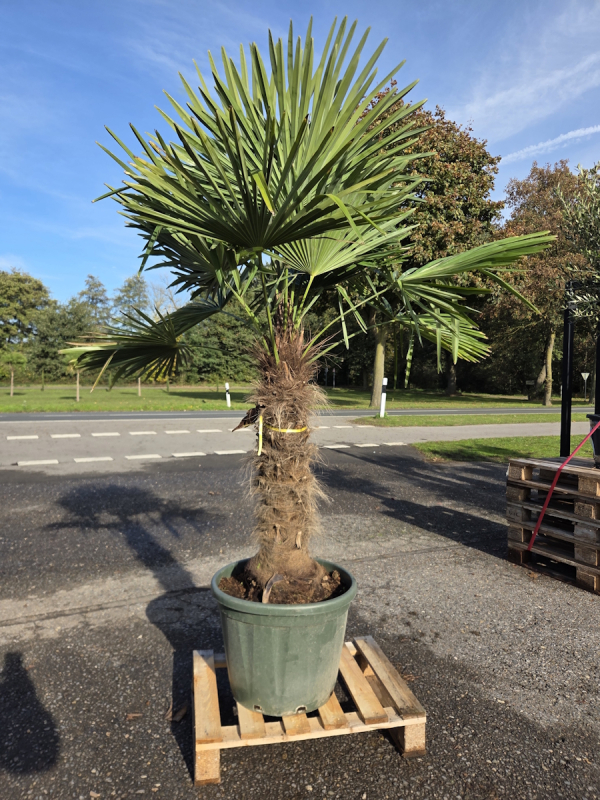 Trachycarpus-Fortunei-62
