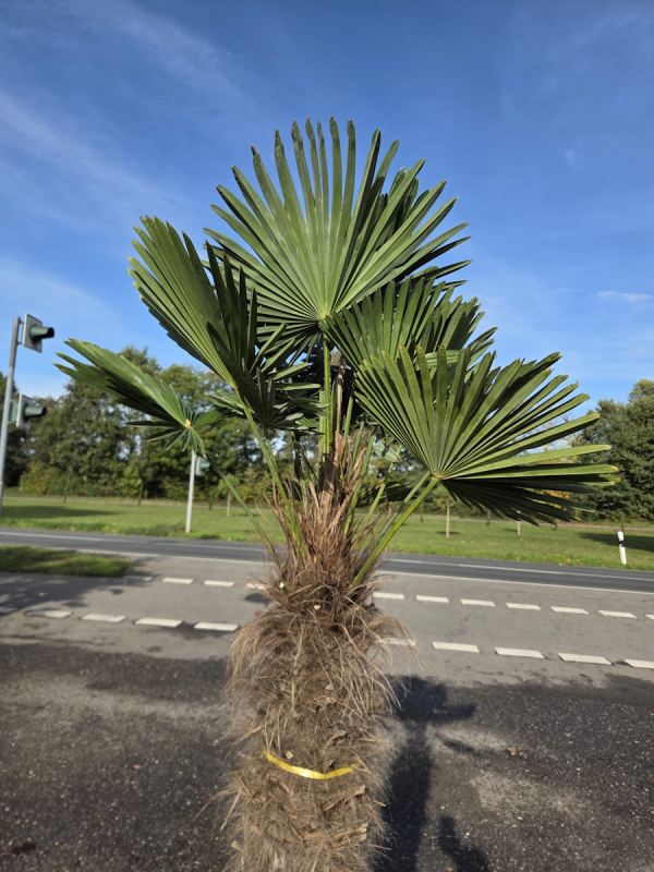 Winterharte Hanfpalme Trachycarpus Wagnerianus 220 cm ↑ genau die im Bild Nr.65