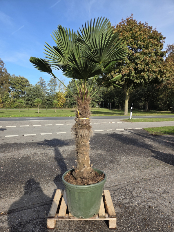Hanfpalme-Trachycarpus-Wagnerianus-66