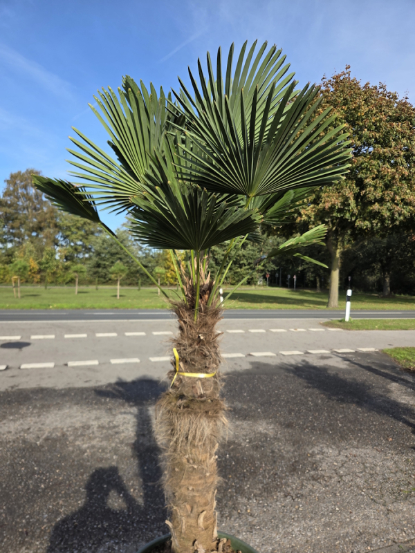 Winterharte Hanfpalme Trachycarpus Wagnerianus 210 cm ↑ genau die im Bild Nr.66