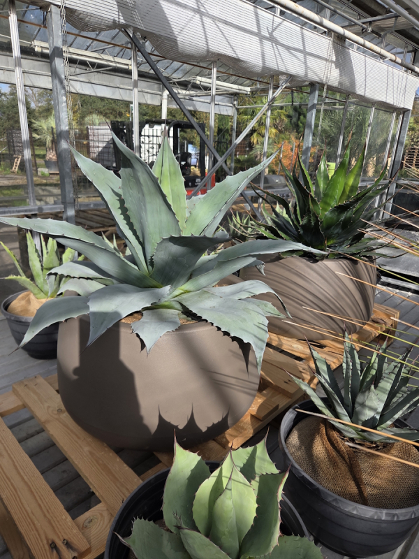 Agave-ovatifolia-XXL-Nr1