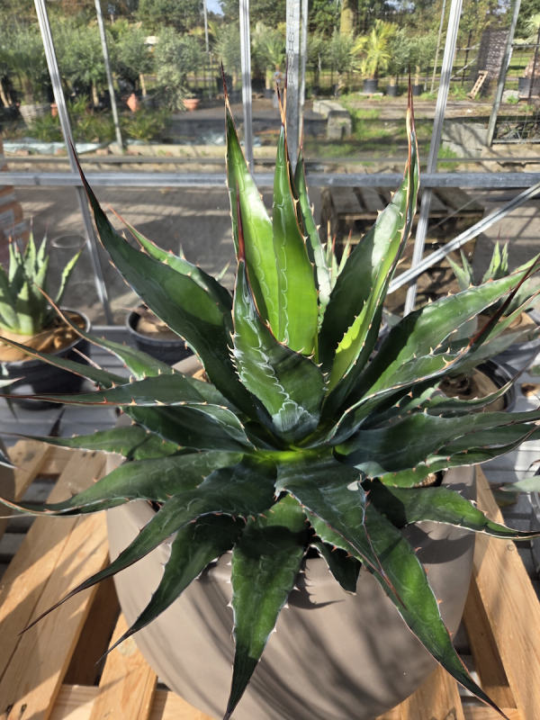 Frosttolerante Agave montana im Deko Topf ↑ genau die Agave im Bild ↑ XXL Nr.2