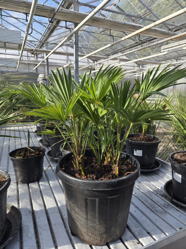 Trachycarpus-Wagnerianus-Nr-68