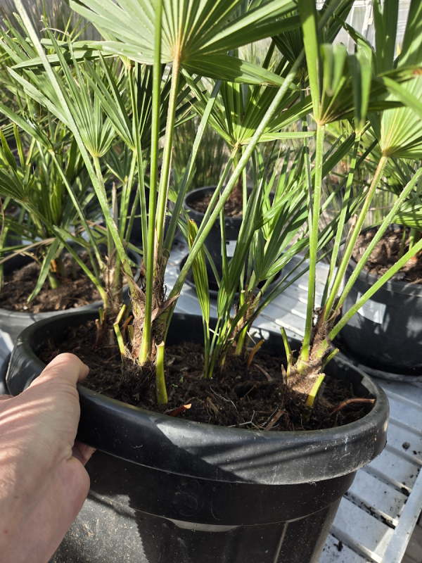 5er gruppe Trachycarpus Wagnerianus Hanfpalme 75 cm Nr.68
