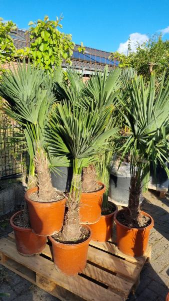 Winterharte Hanfpalme Trachycarpus Wagnerianus 90/100cm.