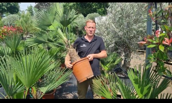 Winterharte Hanfpalme Trachycarpus Wagnerianus 110/120cm. Winterharte Hanfpalme Trachycarpus Wagnerianus 110/120cm.