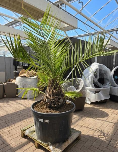 Honigpalme-Jubaea-Chilensis-2