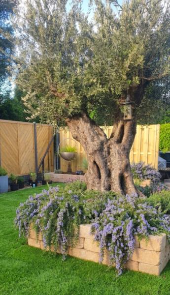 10 x Hängender Rosmarin 'Prostratus' – 12 cm Topf - Der kaskadierende Küchenkönig