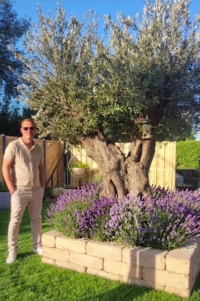 2x  Lavendel x intermedia XL Pflanzen - 26 cm Topf.