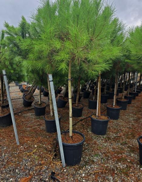 Pinus Pinea in NRW kaufen - www.plantaplaza.de