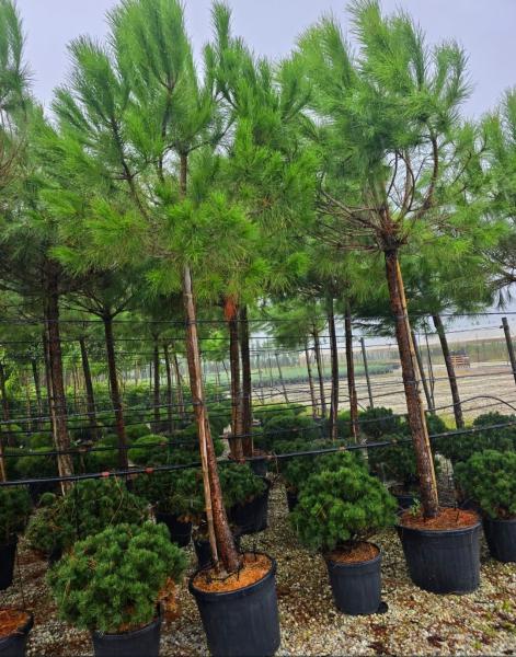 Pinus-Pinea