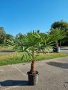 Winterharte Palme 180/190cm / 40cm Stamm - Trachycarpus Fortunei Hanfpalme