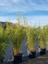Fargesia Robusta Campbell 180-200cm XXL Pflanzen - 65L Kübel.