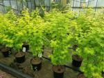 Acer shirasawanum 'Jordan'