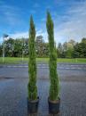 Saeulenzypresse-Totem-270cm-kaufen