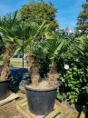 Hanfpalme-Trachycarpus-Wagnerianus-35