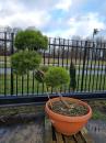 Pinus-nigra-Marie-Bregeon-Nr.22