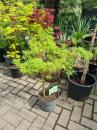 Acer-Palmatum-Dissectum-70-80cm